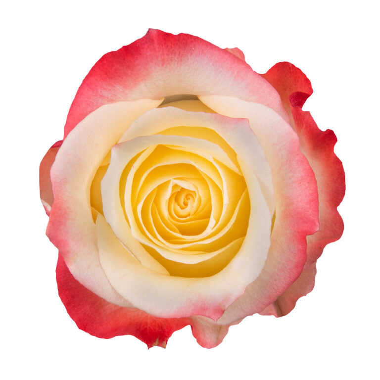 Cabaret роза эквадор фото
