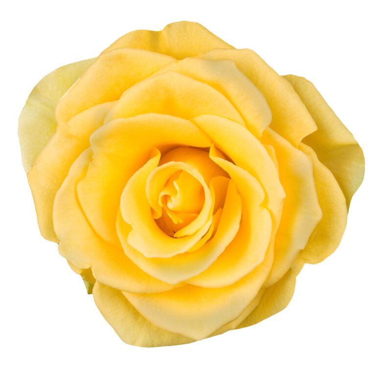 Ecuadorian Rose Yellow Coral – The Queen's Flowers