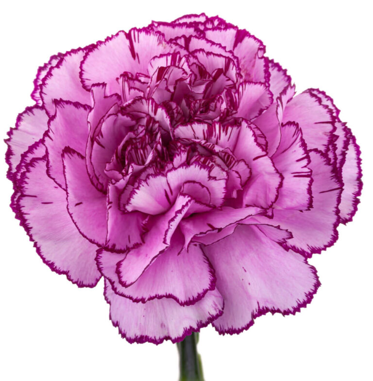 Carnation ROYAL DAMASCUS – The Queen's Flowers