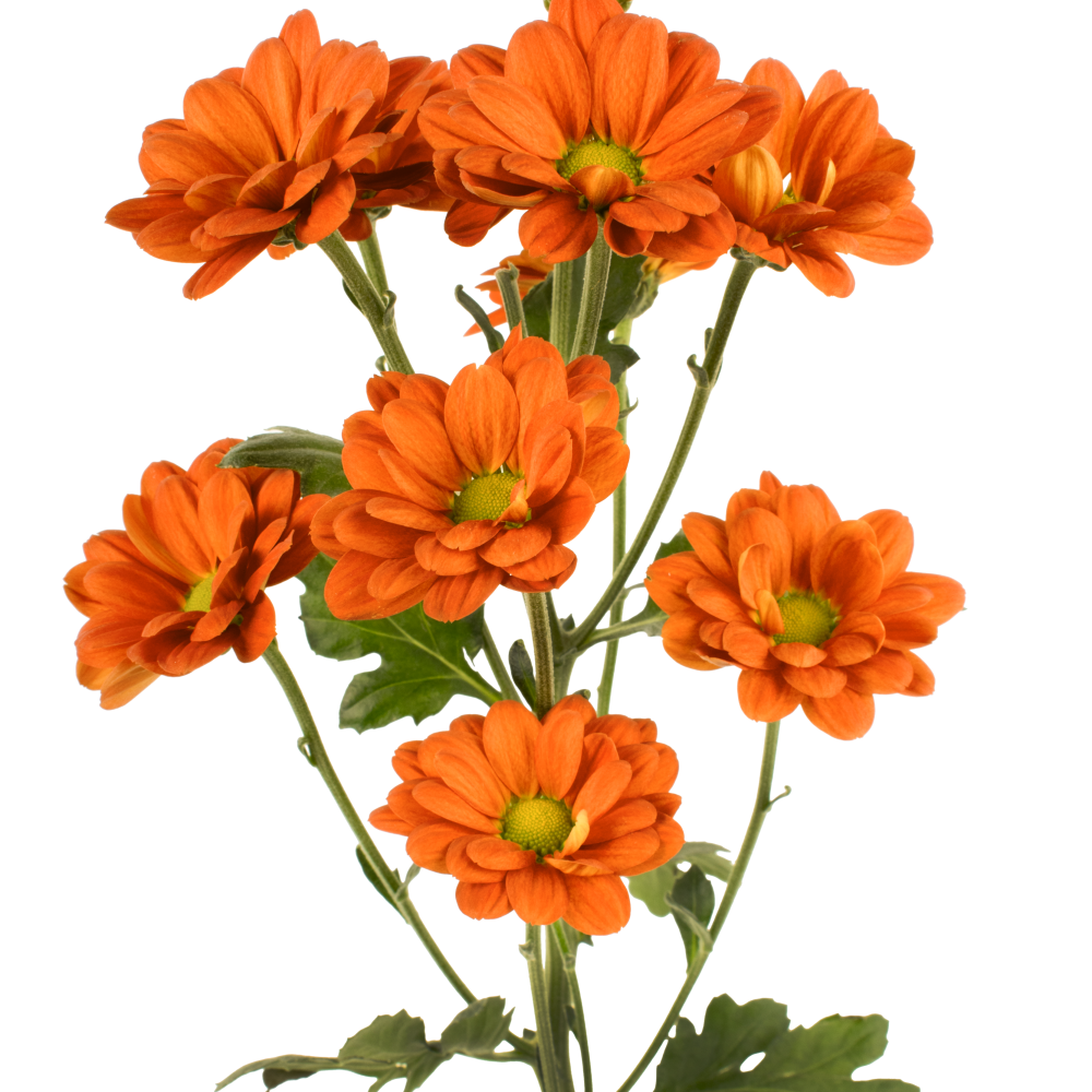 DAISY MELINDA BZ frontal 2