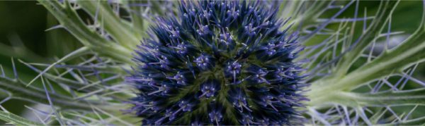 ERYNGIUM-BANNER