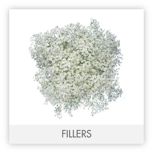 FILLERS