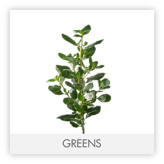 GREENS