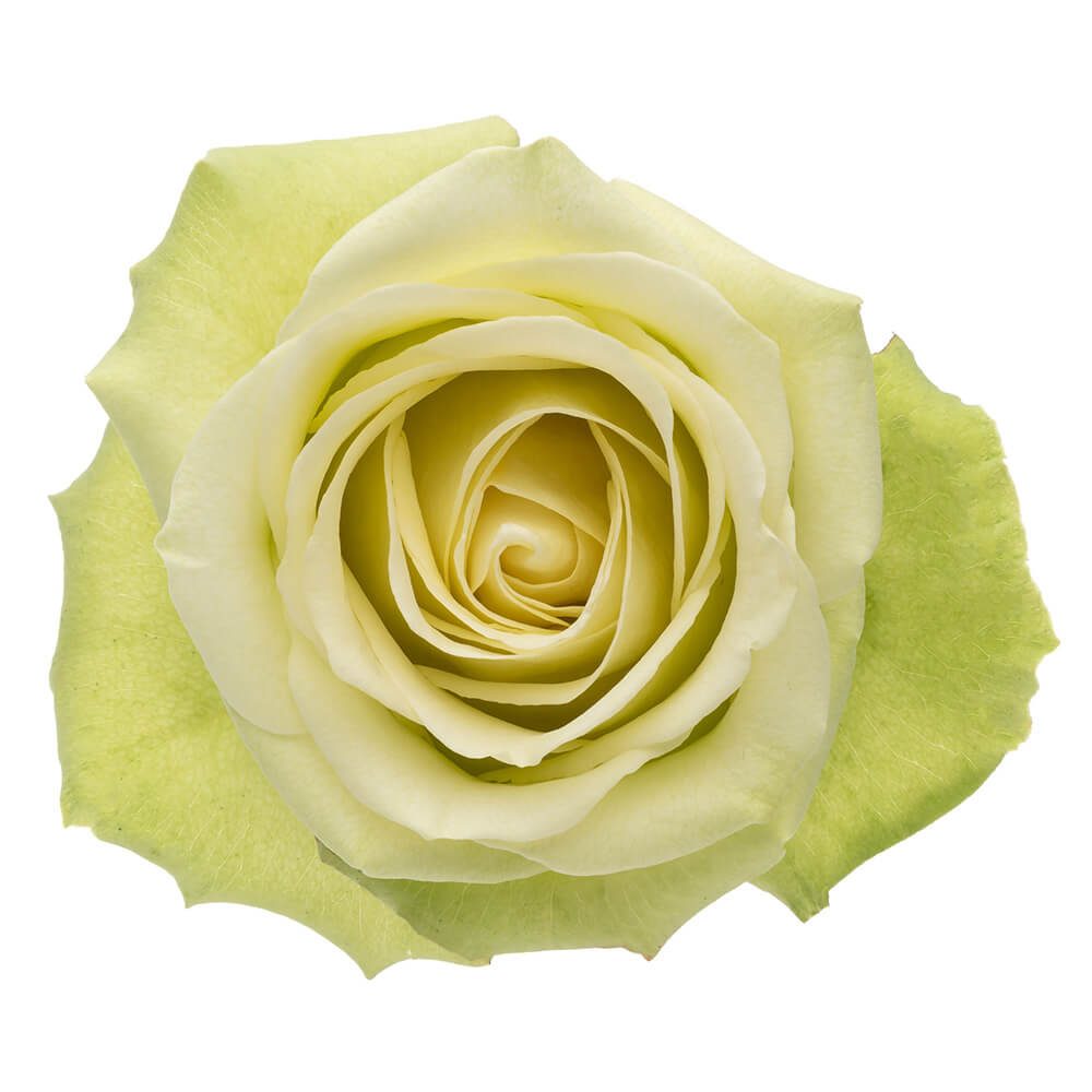 Rose Jade – The Queen's Flowers