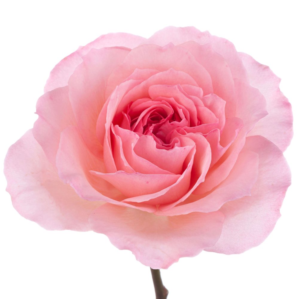 MAYRA'S PINK_1