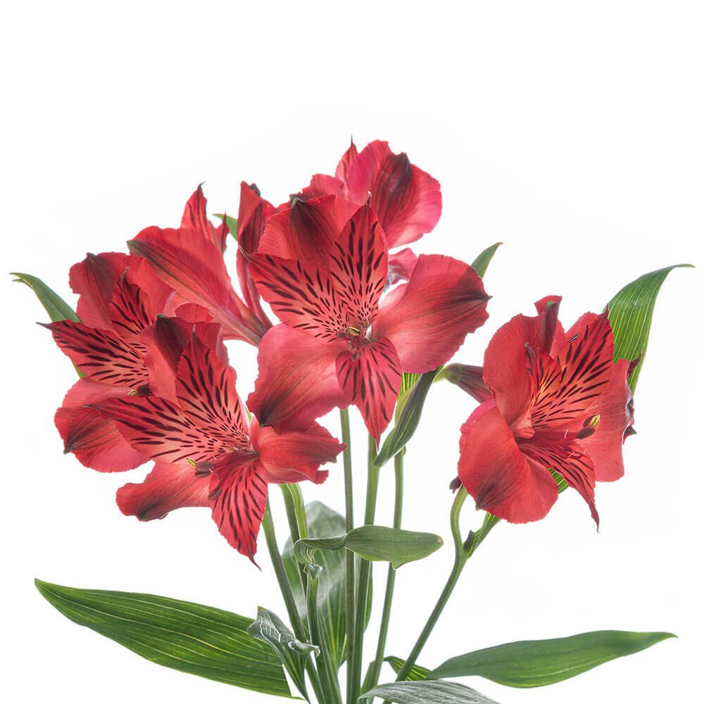 Alstroemeria Natalya – The Queen's Flowers