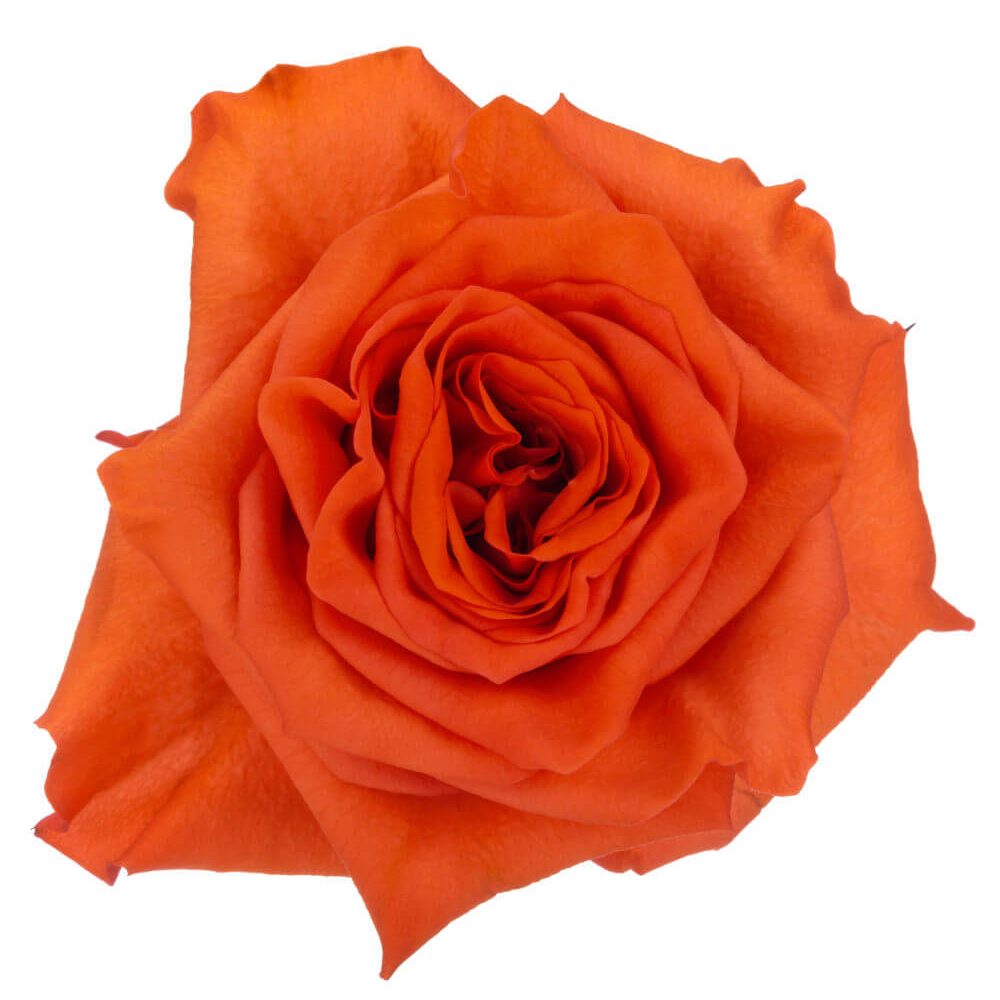 ORANGE ENIGMA1