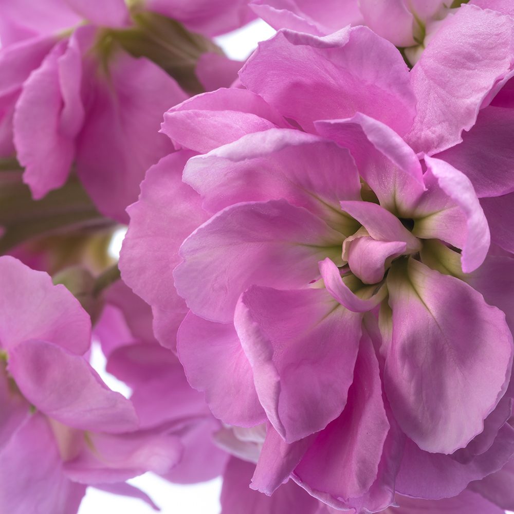 PINK STOCK