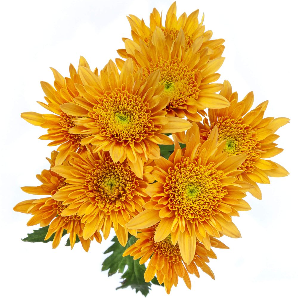 PUMPKIN_1_NEW