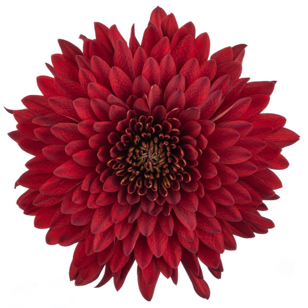 ROJO1