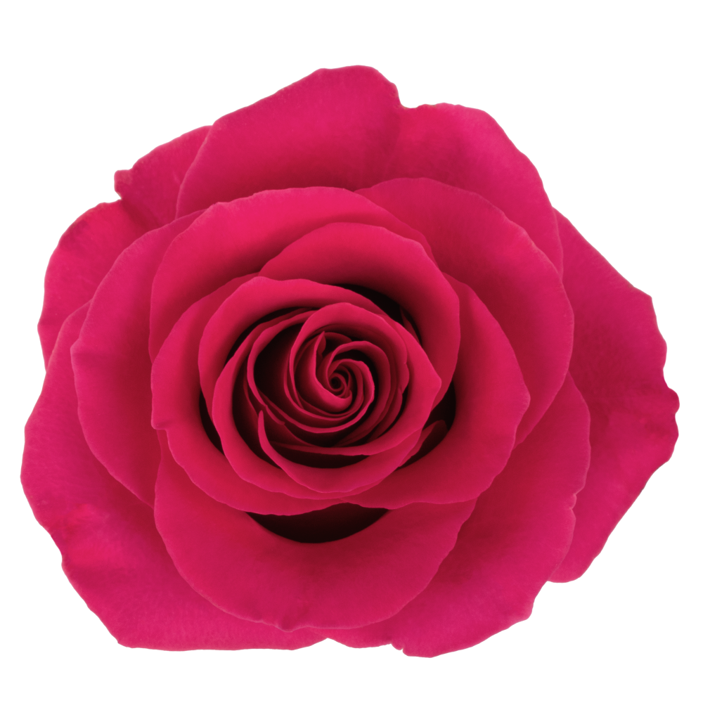 ROSE TINA DARKPINK cenital