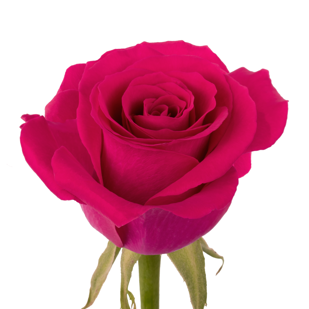 ROSE TINA DARKPINK frontal